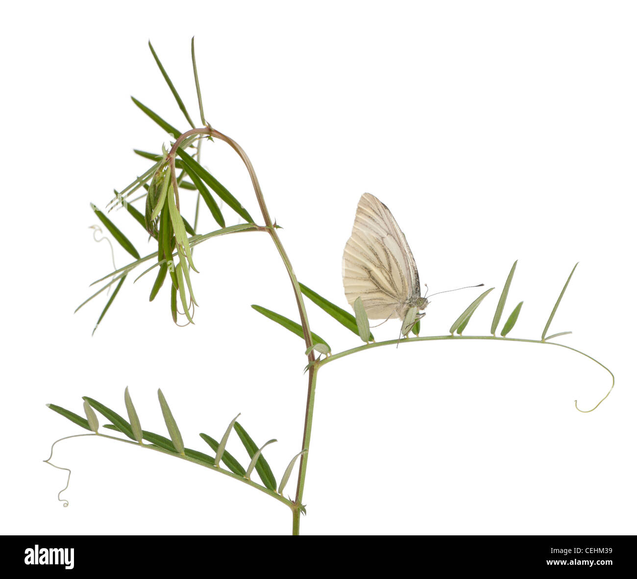 Green-veined White butterfly, Pieris napi, in front of white background Stock Photo