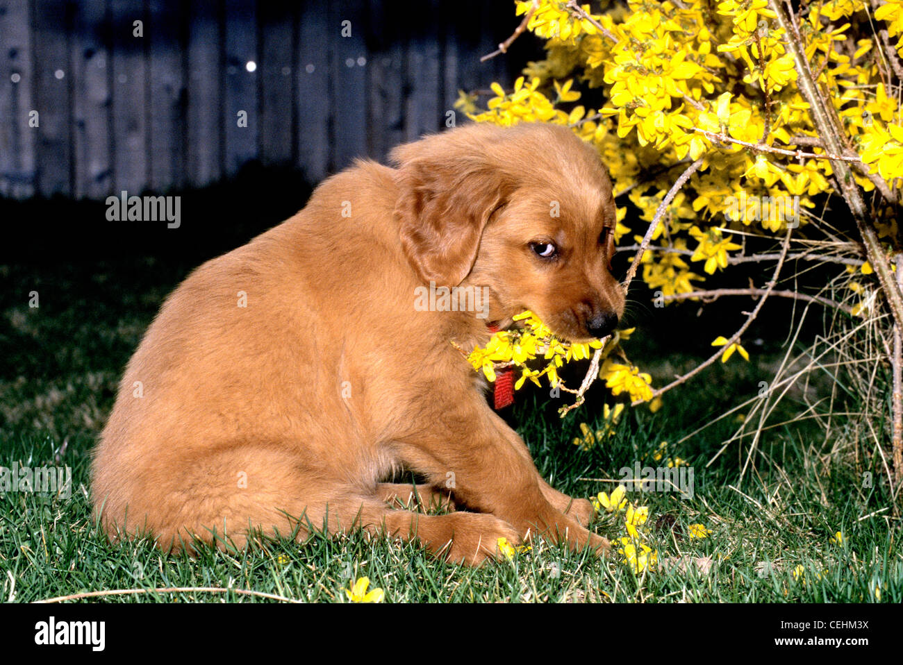 Golden Retriever Puppies Eating - Puppies Eating Flowers