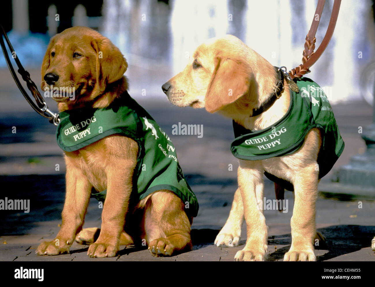Guide dog puppies in training Stock Photo