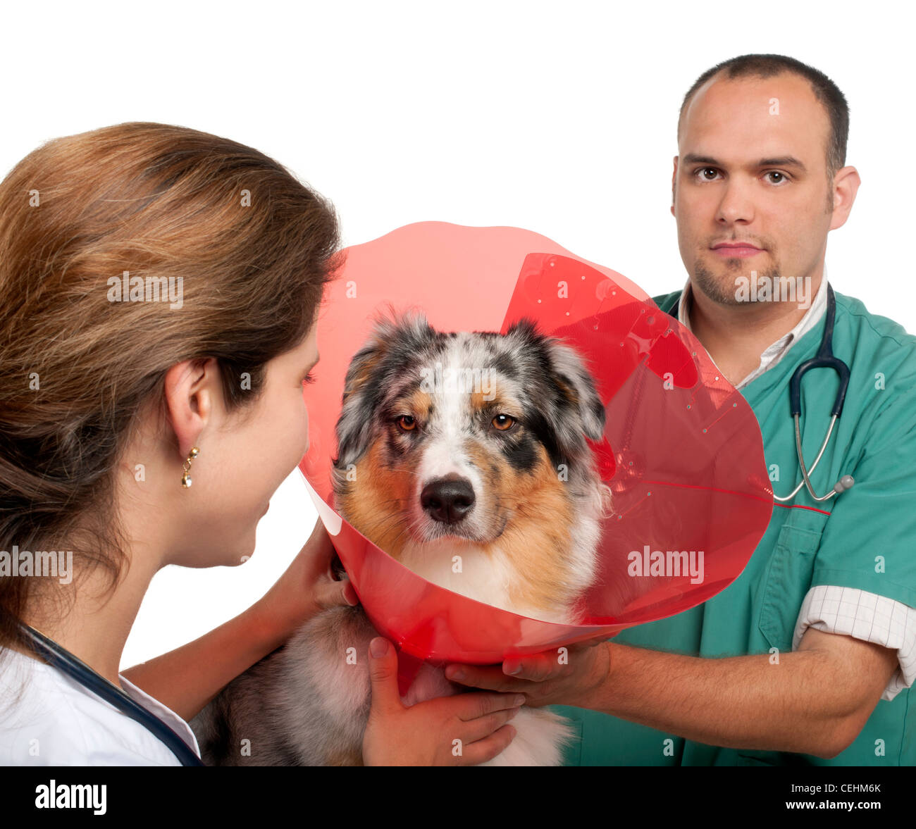 Vets putting a space collar on an Australian Shepherd in front of white background Stock Photo