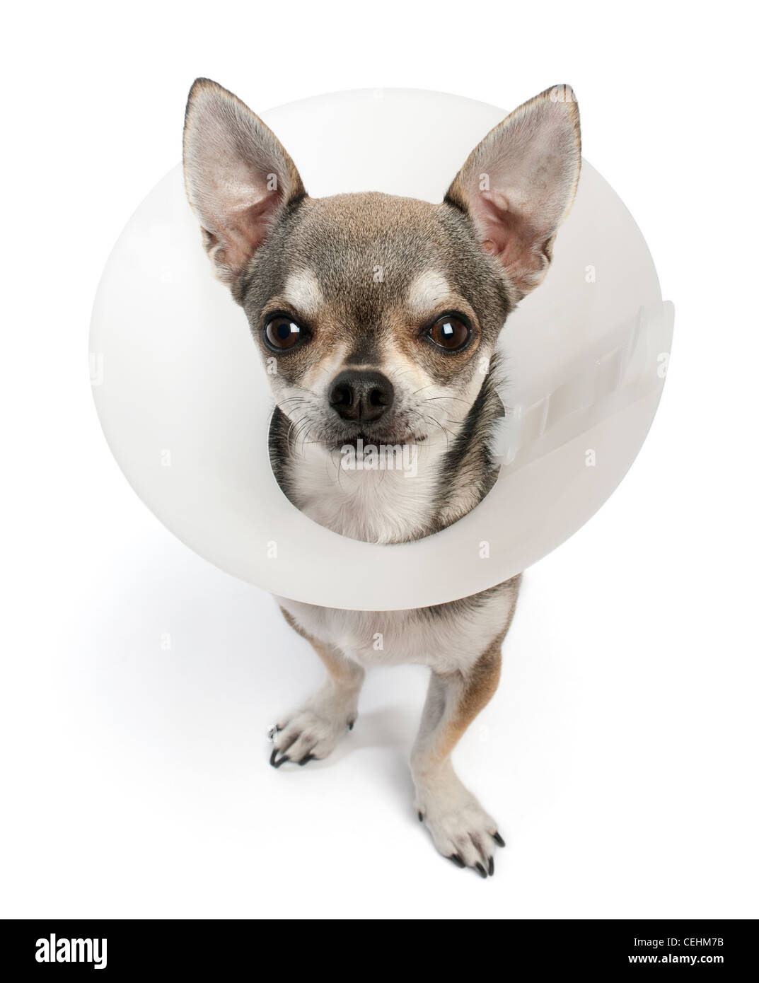 Chihuahua, 4 years old, wearing a space collar against white background  Stock Photo - Alamy