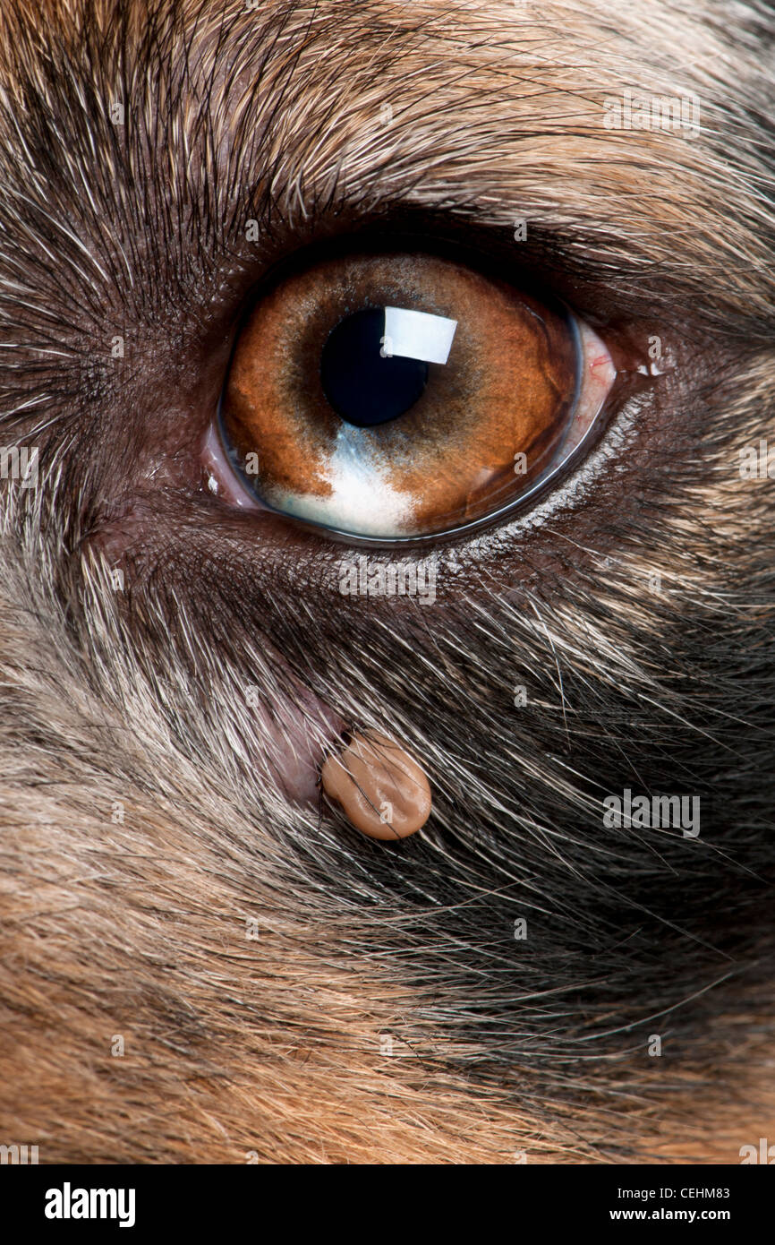 What Colour Is A Tick On A Dog