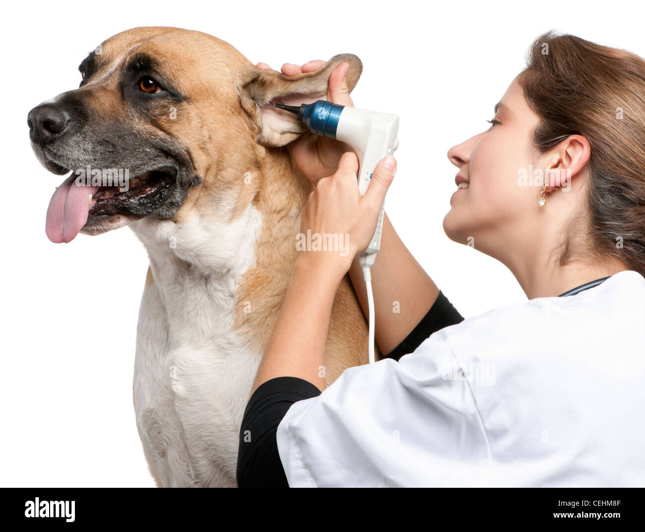 Vet examining a crossbreed dog's ear with an otoscope in front of white