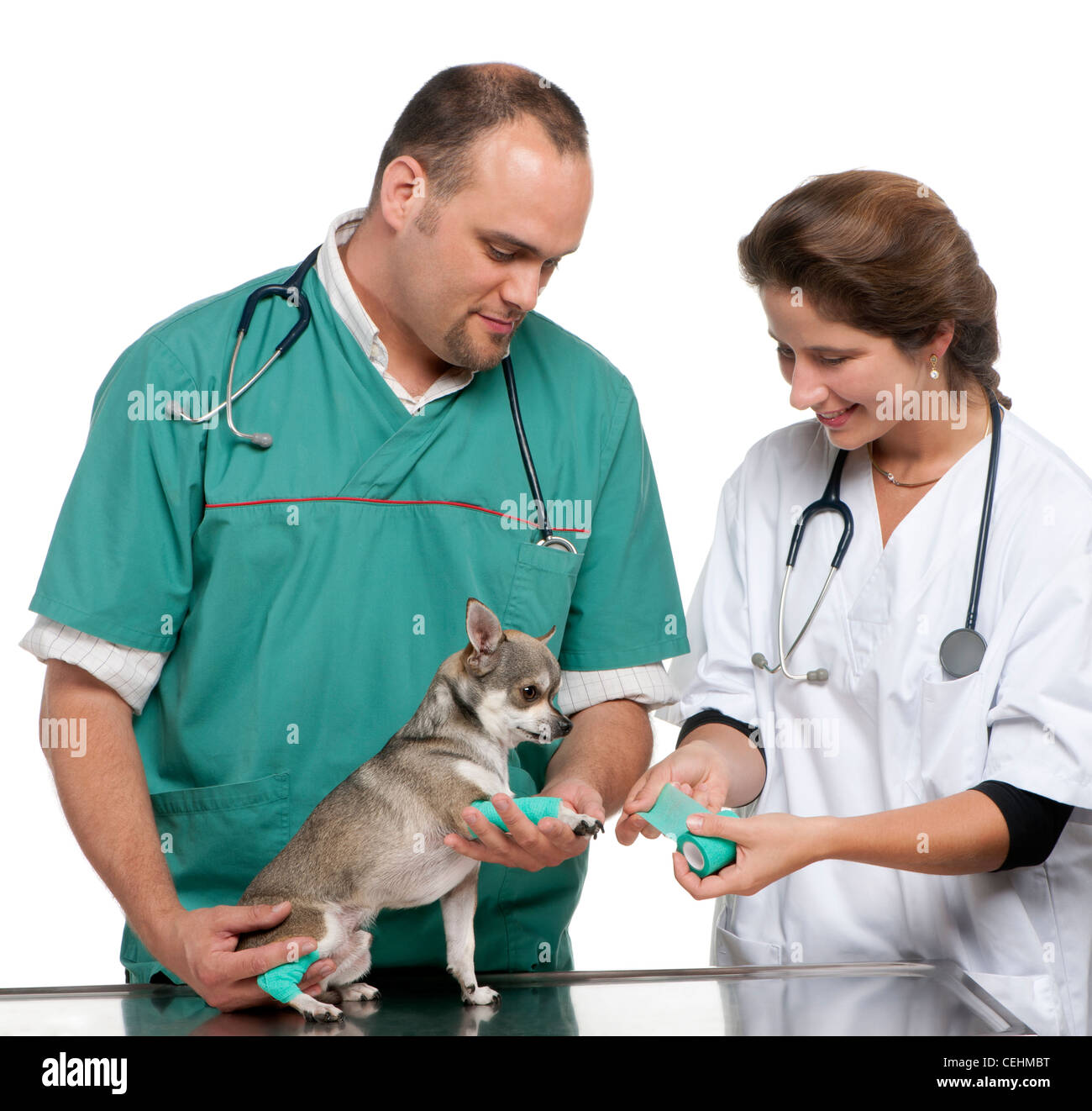 Vets wrapping a bandage around a chihuahua's paw in front of white background Stock Photo