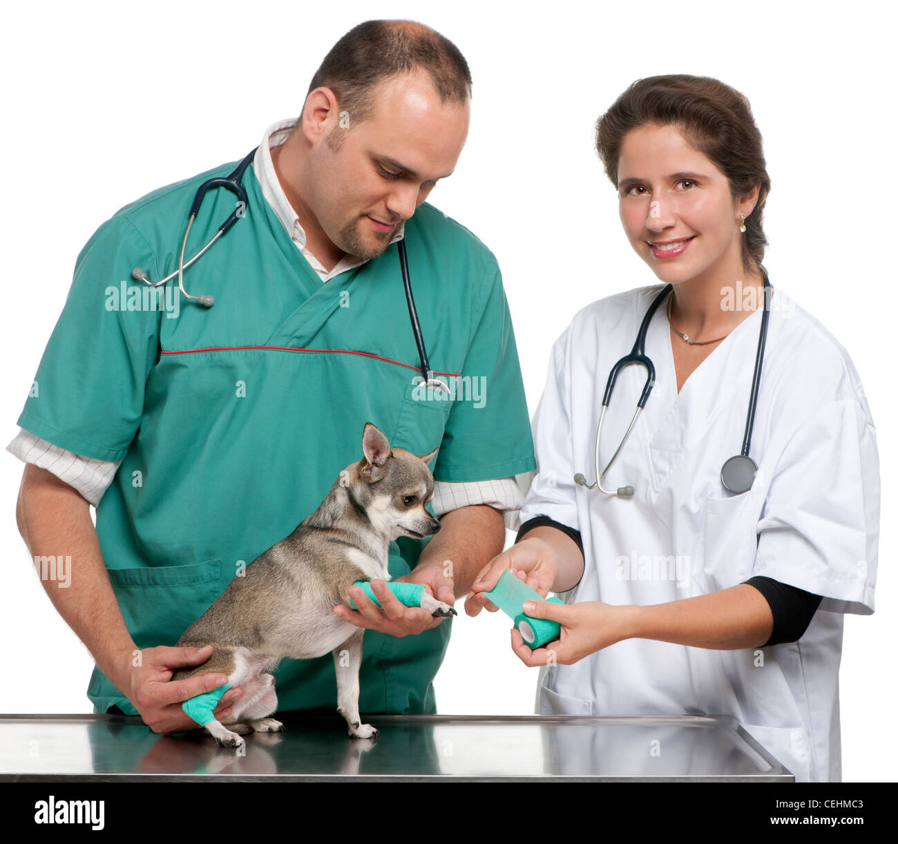 Vets wrapping a bandage around a chihuahua's paw in front of white background Stock Photo