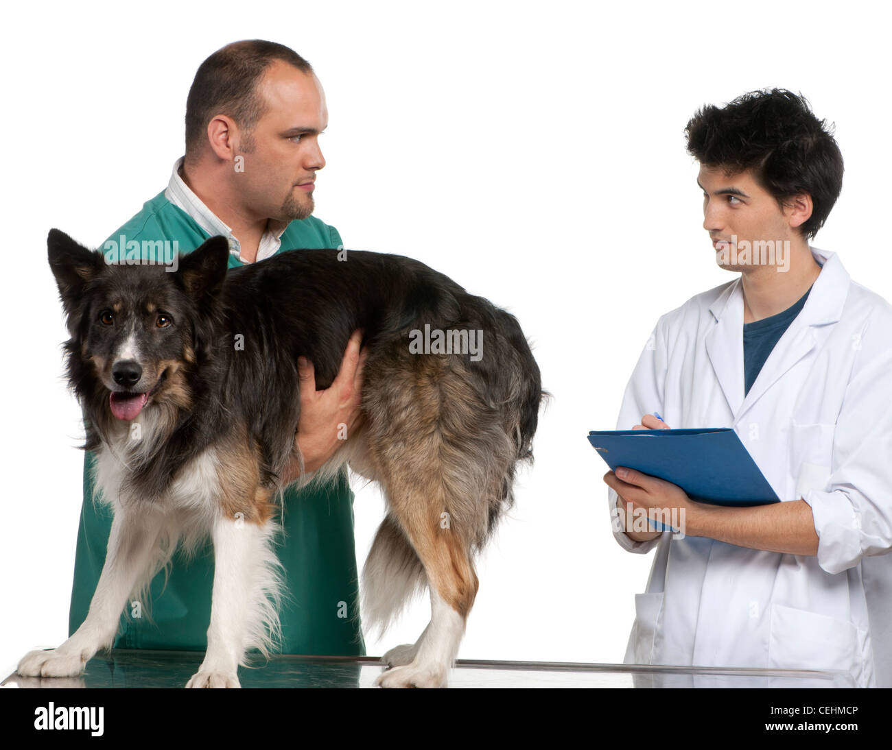 Vet and vet intern examining a border collie in front of white background Stock Photo