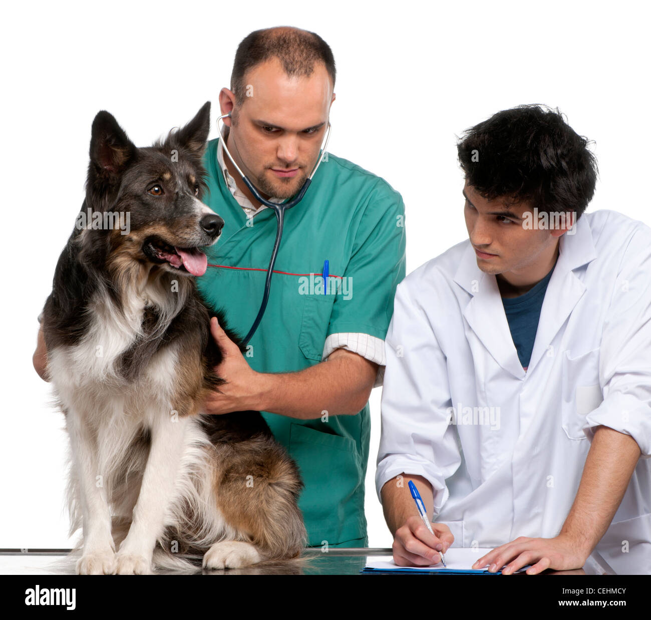 Vet and vet intern examining a border collie in front of white background Stock Photo