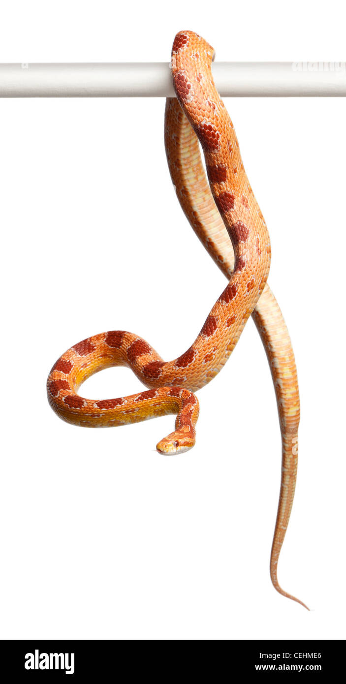 Okeetee albino Corn Snake, Pantherophis Guttatus, in front of white
