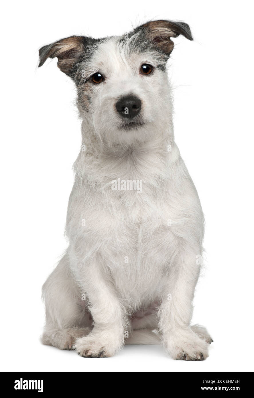 Mixed-breed, 7 months old, sitting in front of white background Stock Photo