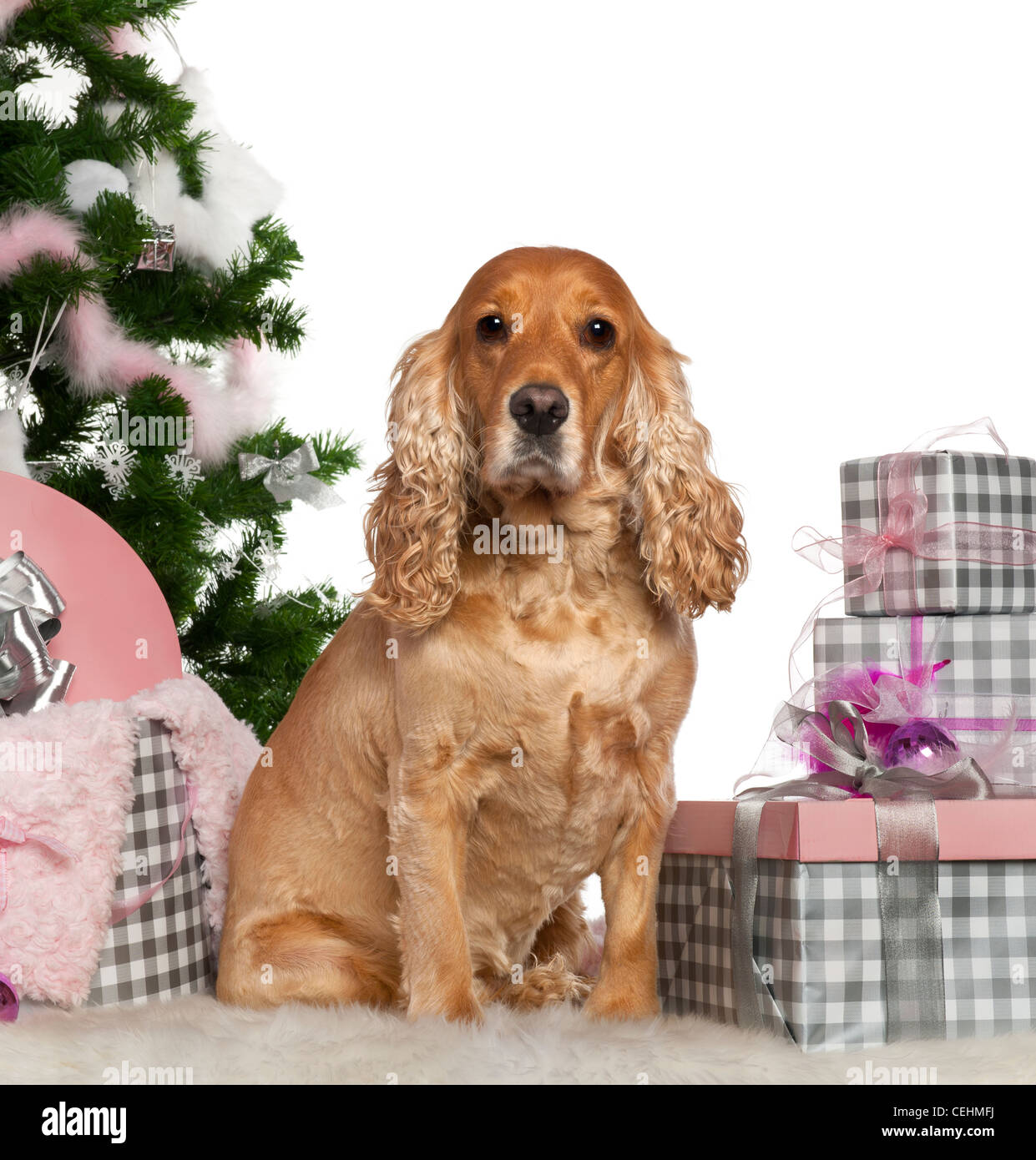 English Cocker Spaniel, 4 years old, sitting with Christmas tree and gifts in front of white background Stock Photo