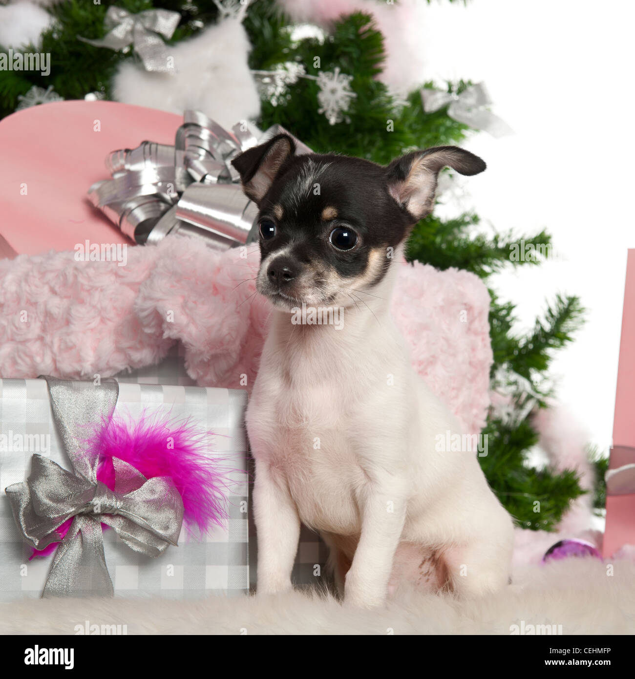 Chihuahua puppy, 3 months old, sitting with Christmas tree and gifts against white background Stock Photo