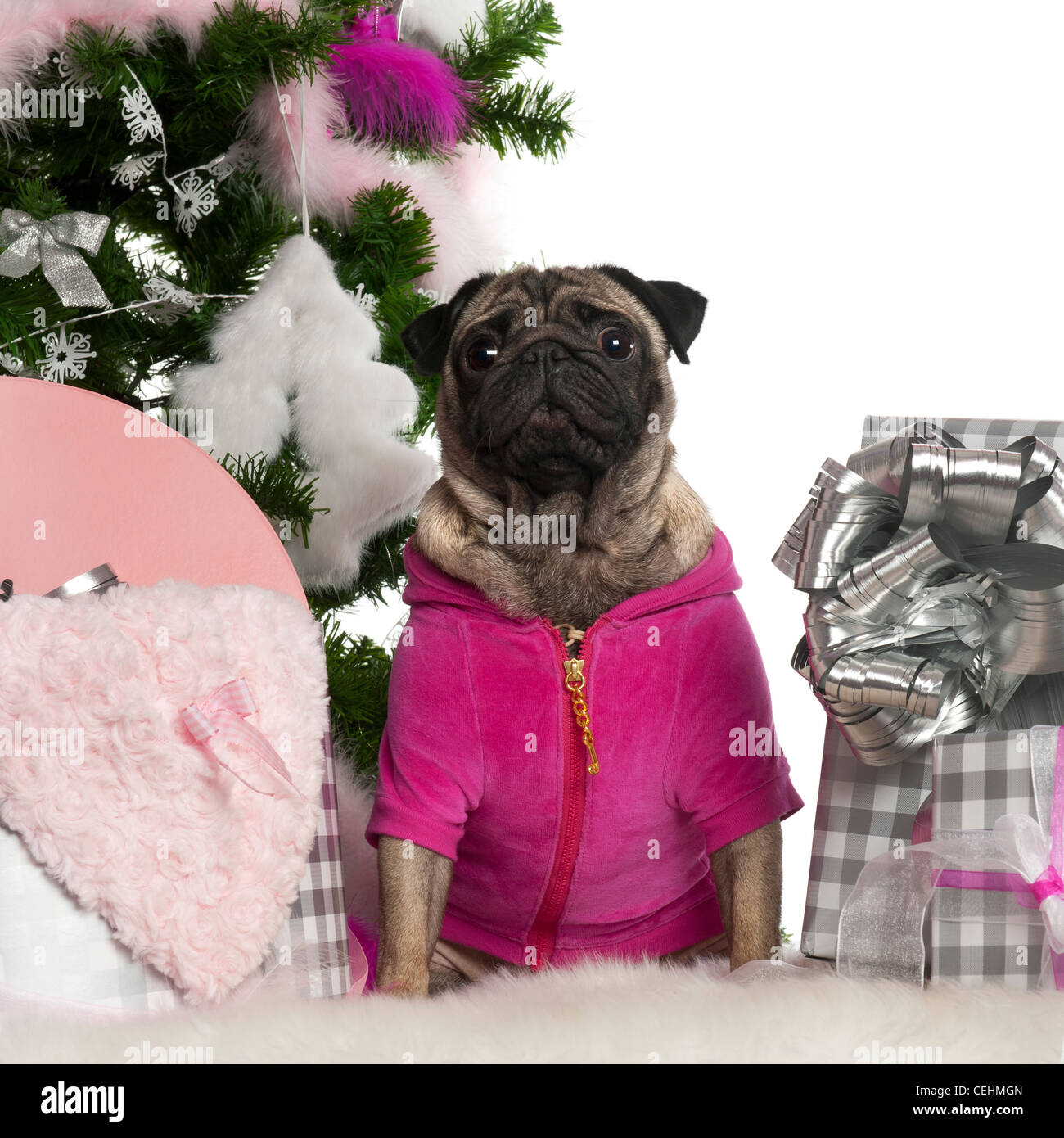 Pug, 3 years old, sitting with Christmas tree and gifts in front of white background Stock Photo