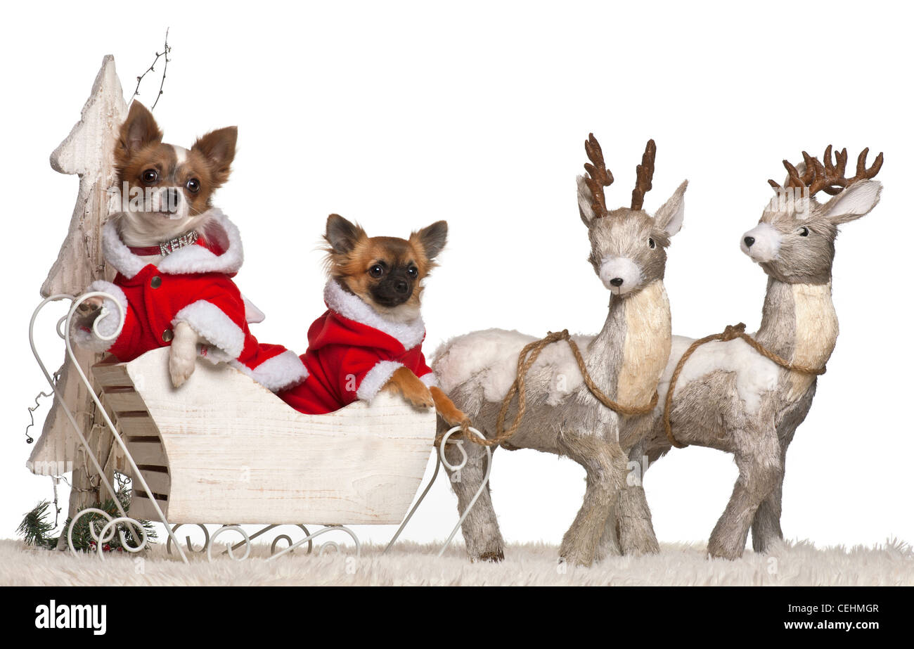Chihuahuas, 2 years old and 3 months old, in Christmas sleigh in front of white background Stock Photo
