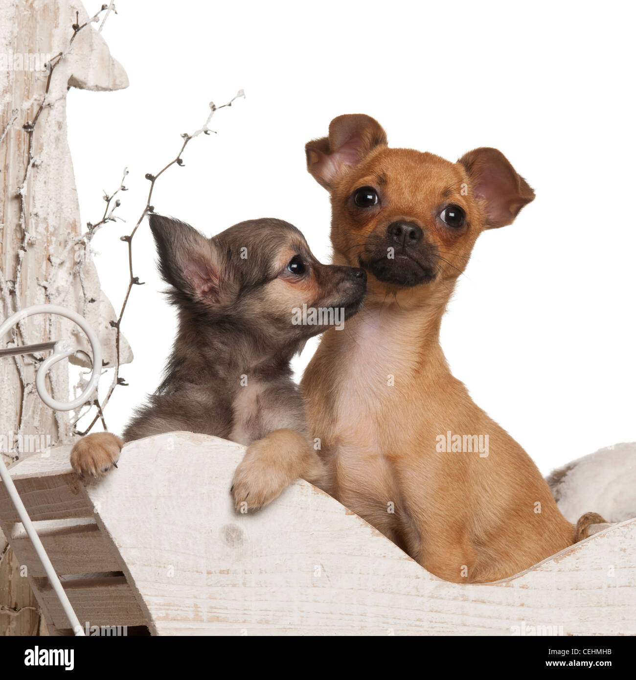 Chihuahua puppies, 4 months old and 3 months old, in Christmas sleigh in front of white background Stock Photo