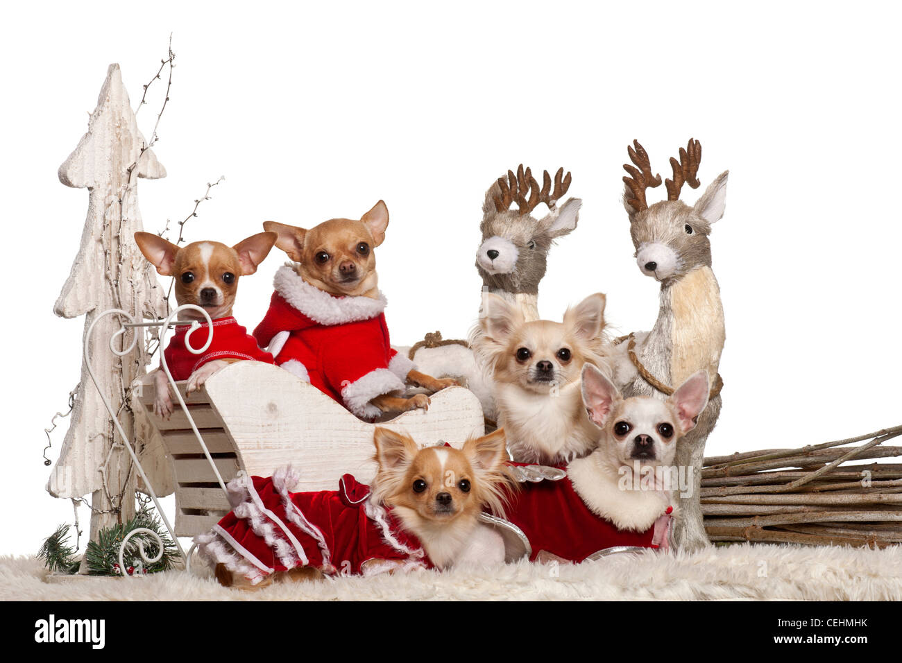 Chihuahuas in Christmas sleigh in front of white background Stock Photo