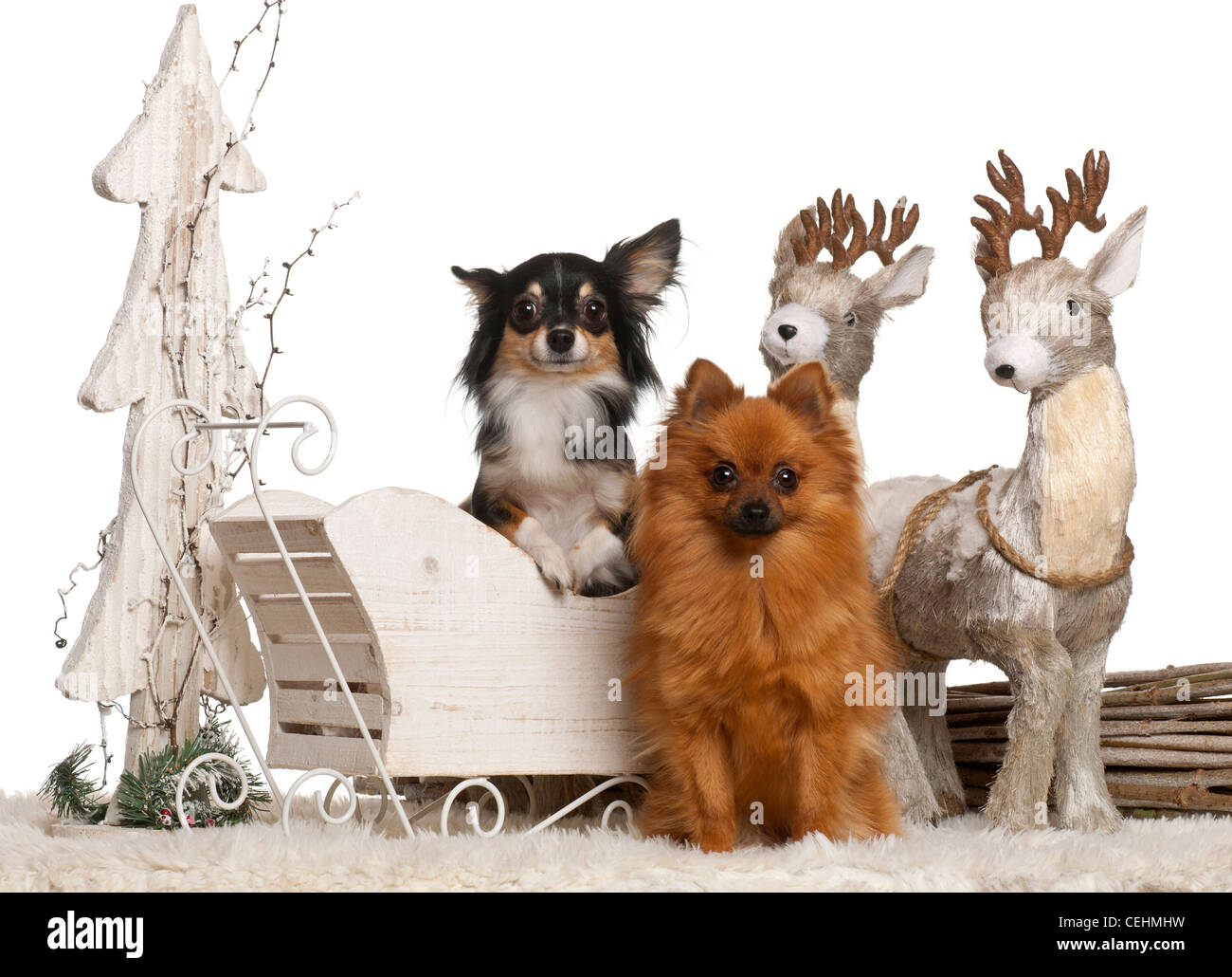 Chihuahua, 3 years old and German Spitz, 2 years old, in Christmas sleigh in front of white background Stock Photo