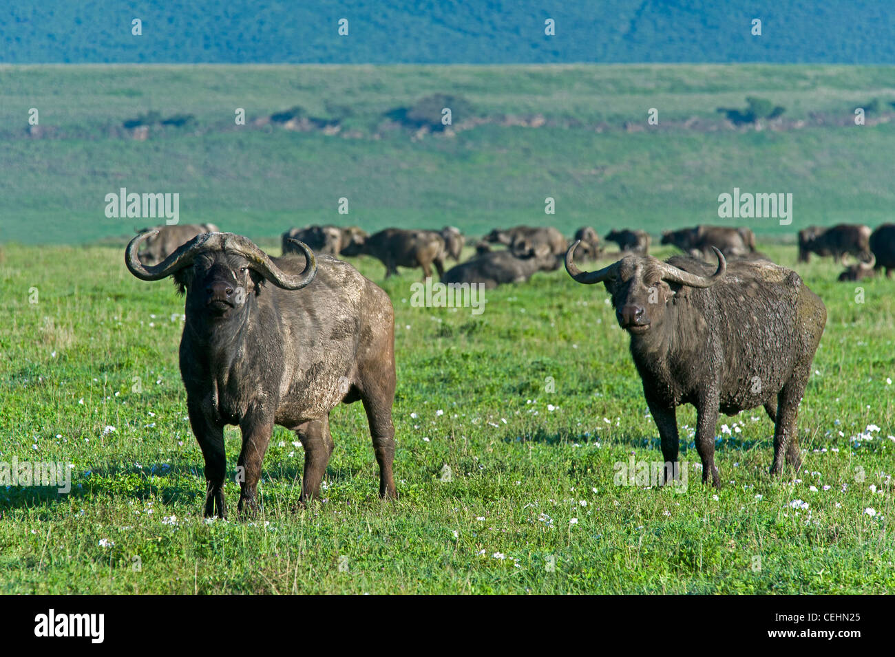 African Buffalo (Syncerus caffer), Ngorongoro Crater Tanzania Stock Photo