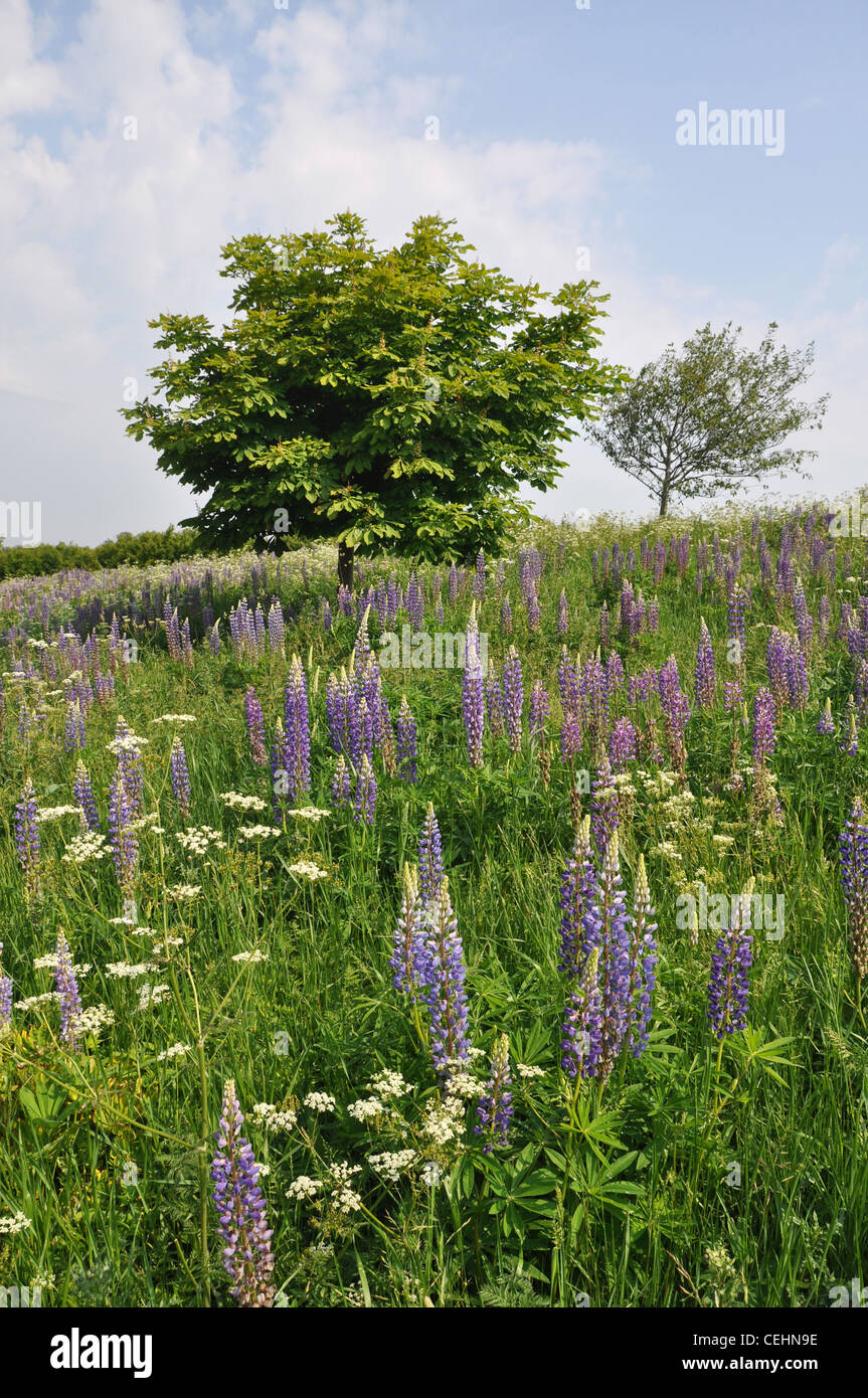 Larkspur flowers hi-res stock photography and images - Alamy
