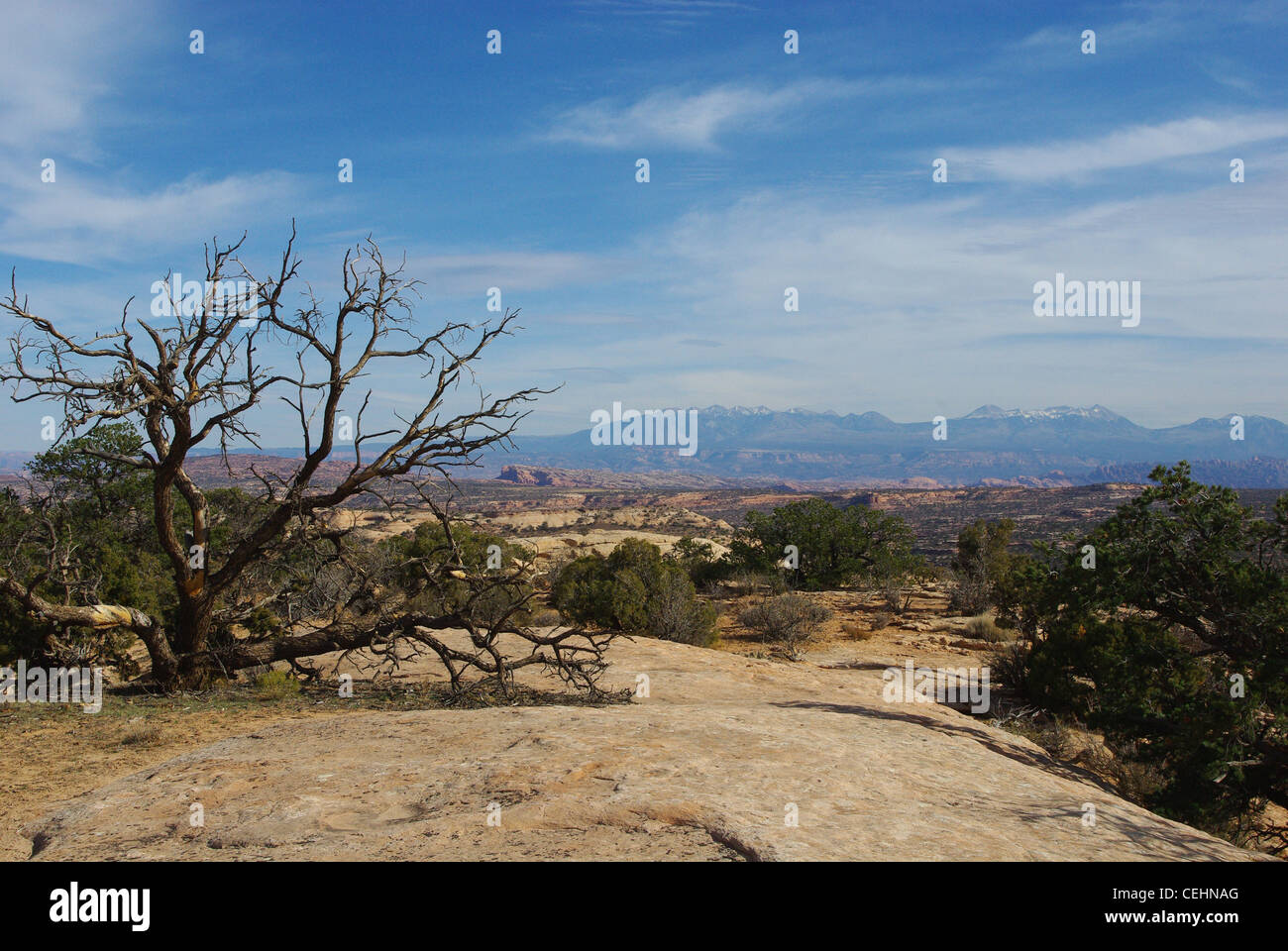 Dry tree on a rock plateau with view of high desert and Manti La Sal Mountains, Utah Stock Photo
