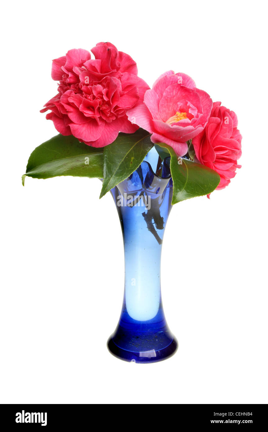 Camellia flowers in a fluted blue glass vase isolated camellia flowers in a fluted blue glass vase isolated against white CEHNB4