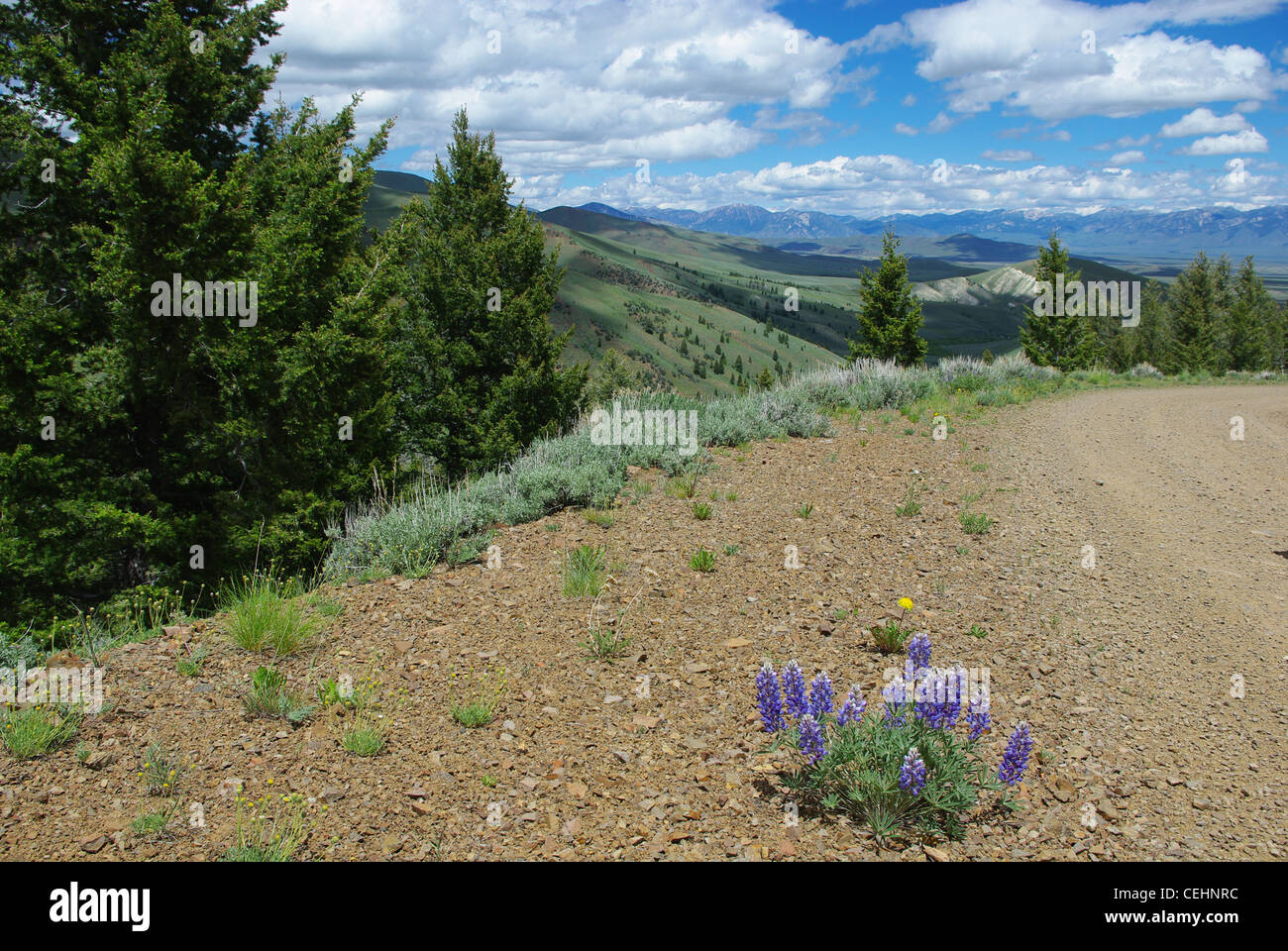 Flowers on gravel road with view of hills, vast valleys and Hawley Mountains, Challis National Forest, Idaho Stock Photo