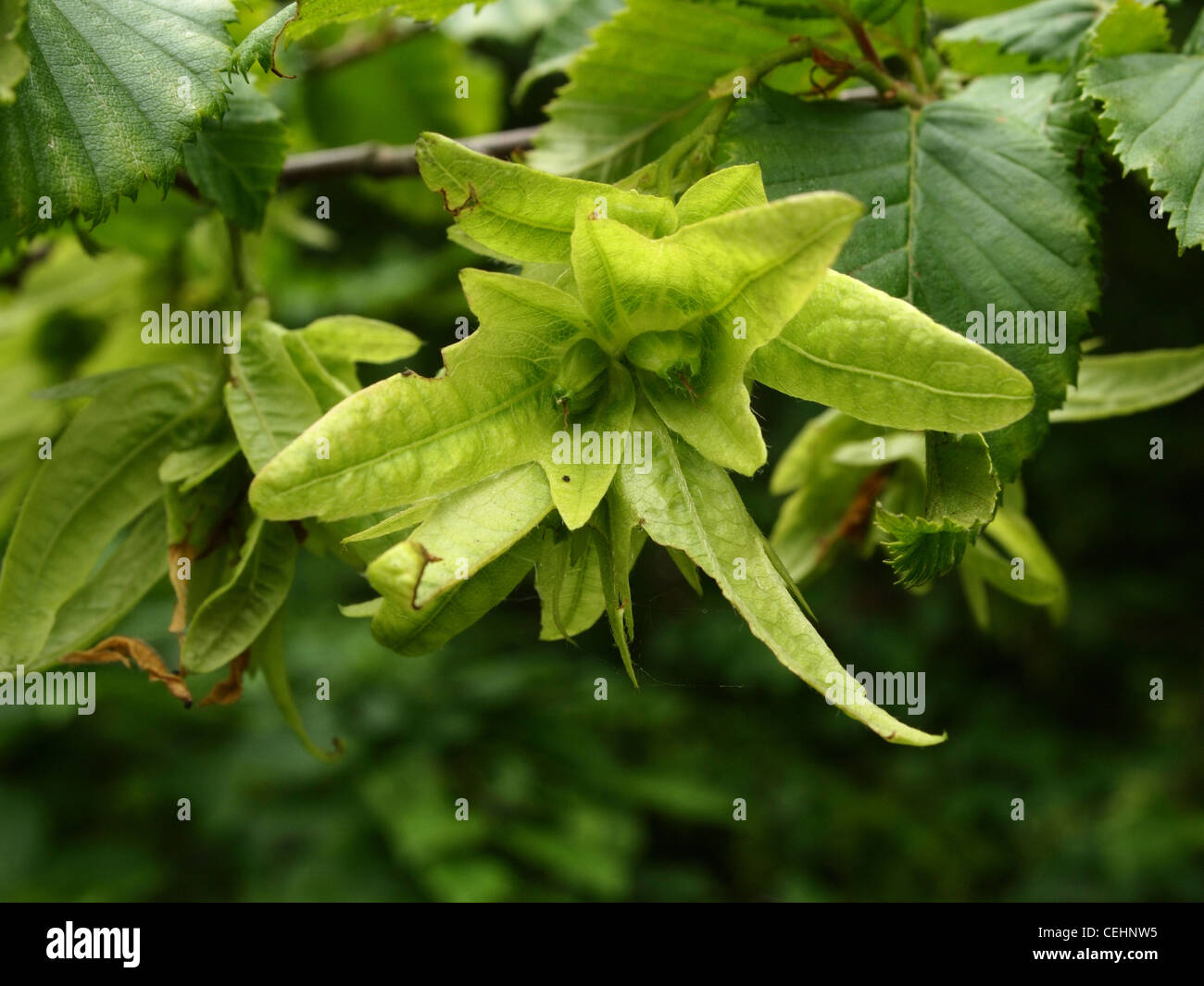 Hornbeam leaves, young shoots Stock Photo