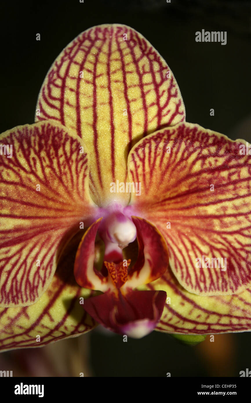Orchid Phalaenopsis Flower Stock Photo