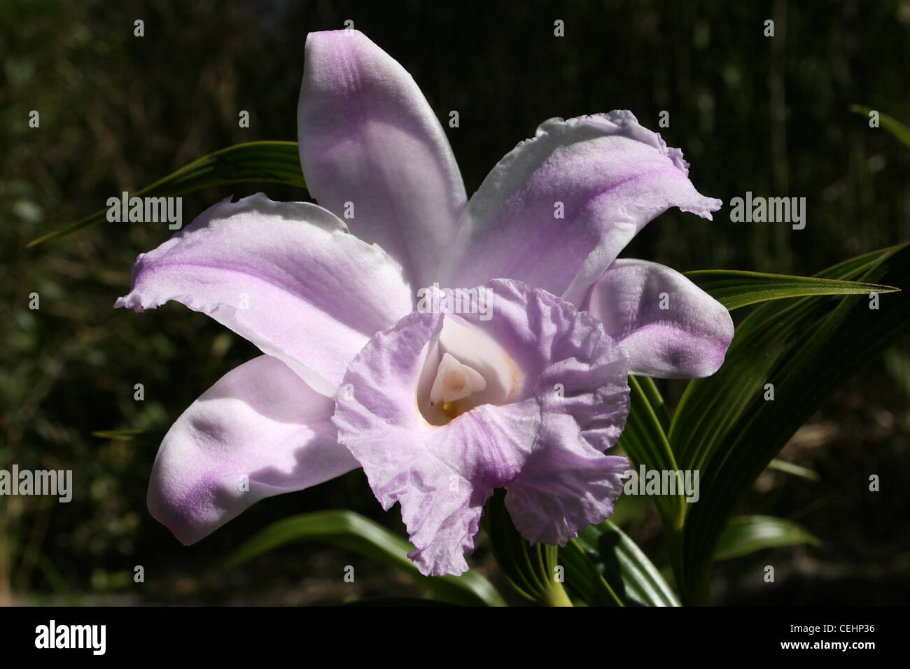 Purple Pink Orchid Growing In Arenal NP, Costa Rica Stock Photo