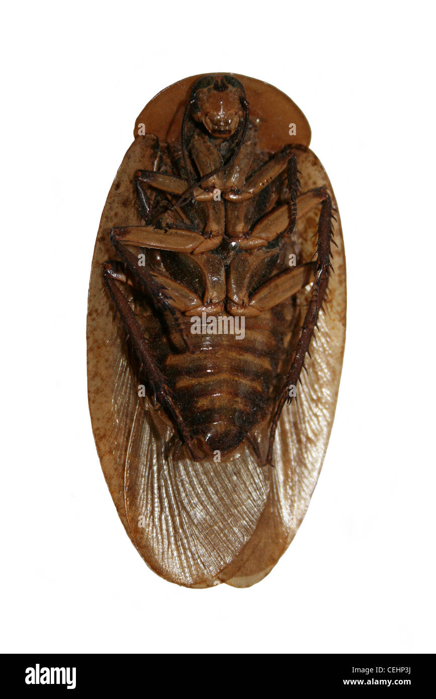 Cockroach Ventral View Cut-out Stock Photo