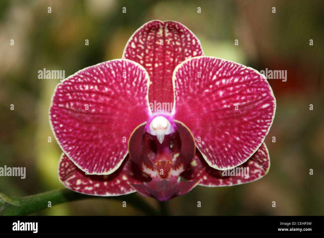 Red Orchid Phalaenopsis Flower Stock Photo