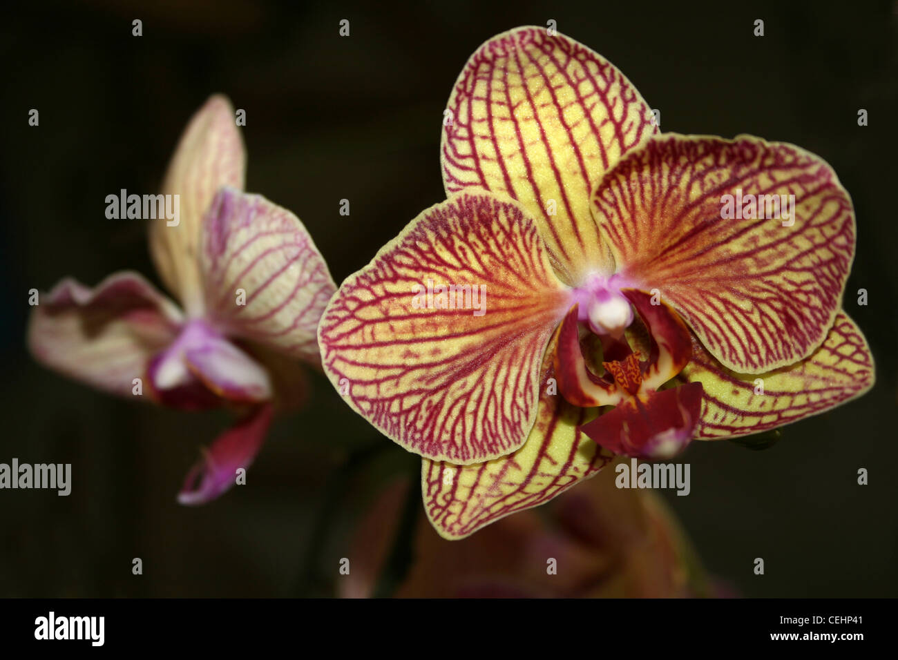 Orchid Phalaenopsis Flowers Stock Photo