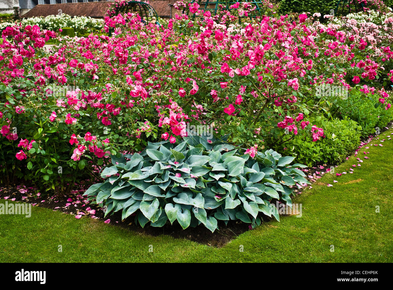 Rose Bed High Resolution Stock Photography and Images - Alamy