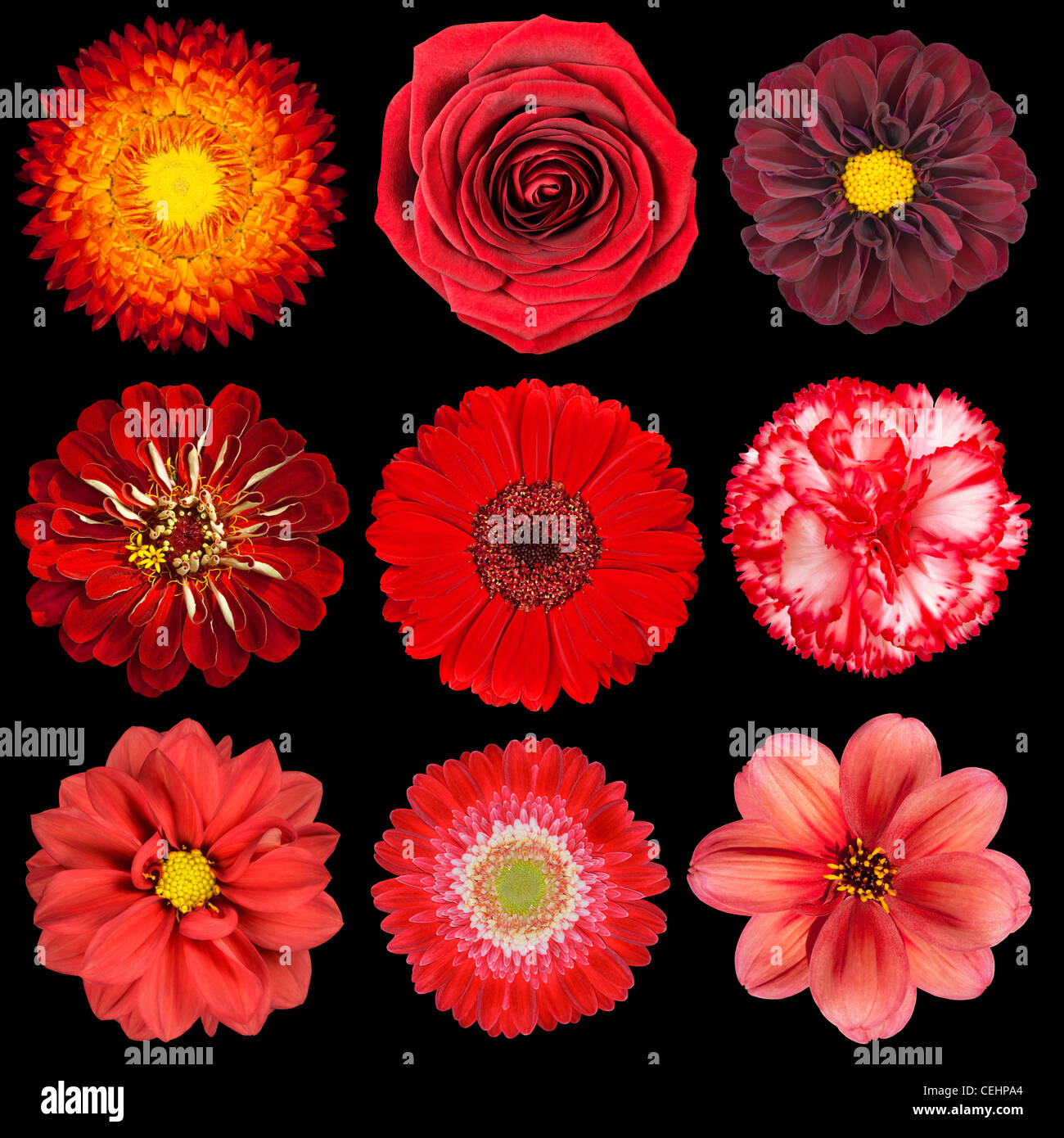 flower collection red purple yellow pink black set dahlia