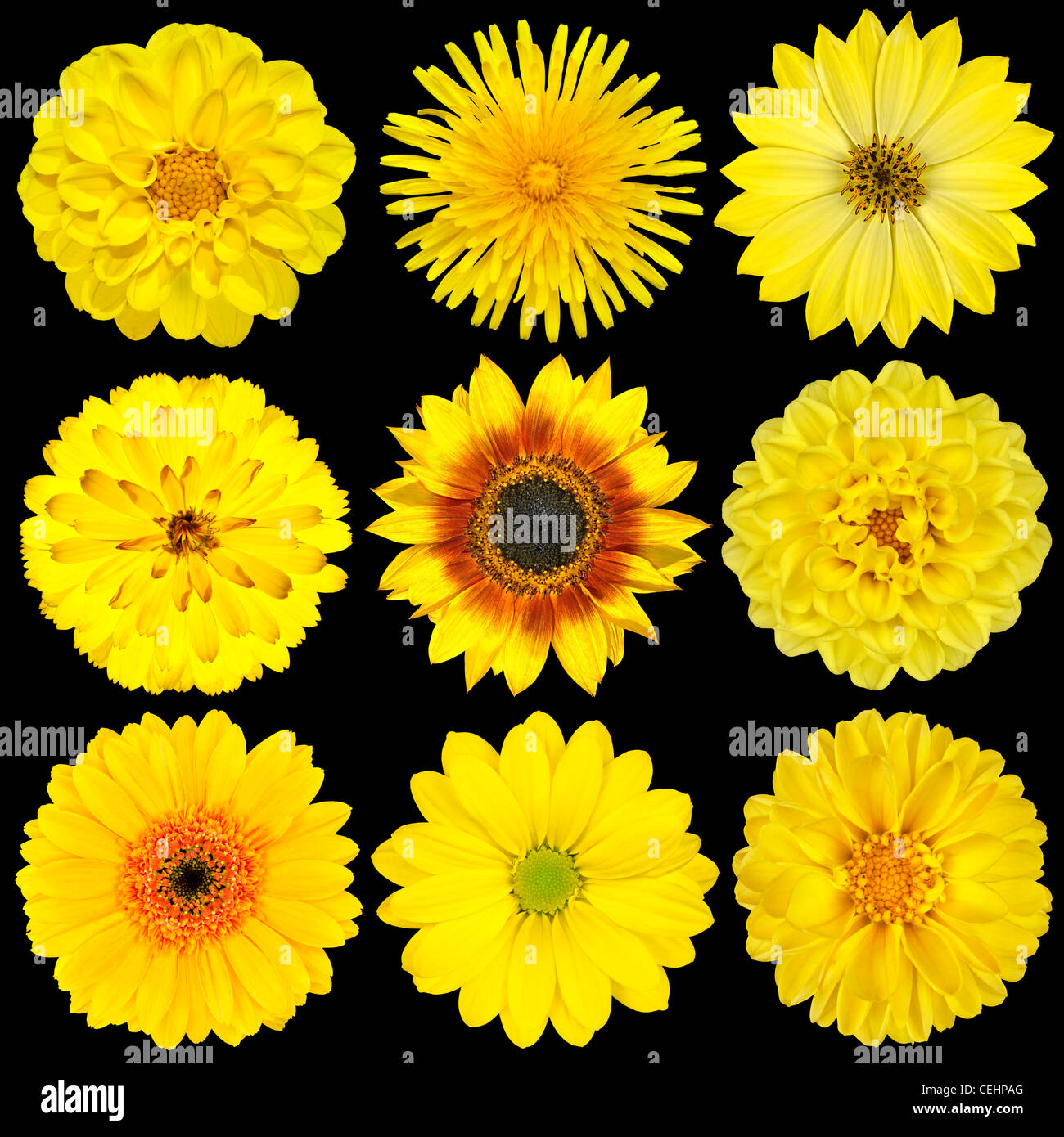 flower collection yellow gold orange bright set dahlia chrysanthemum