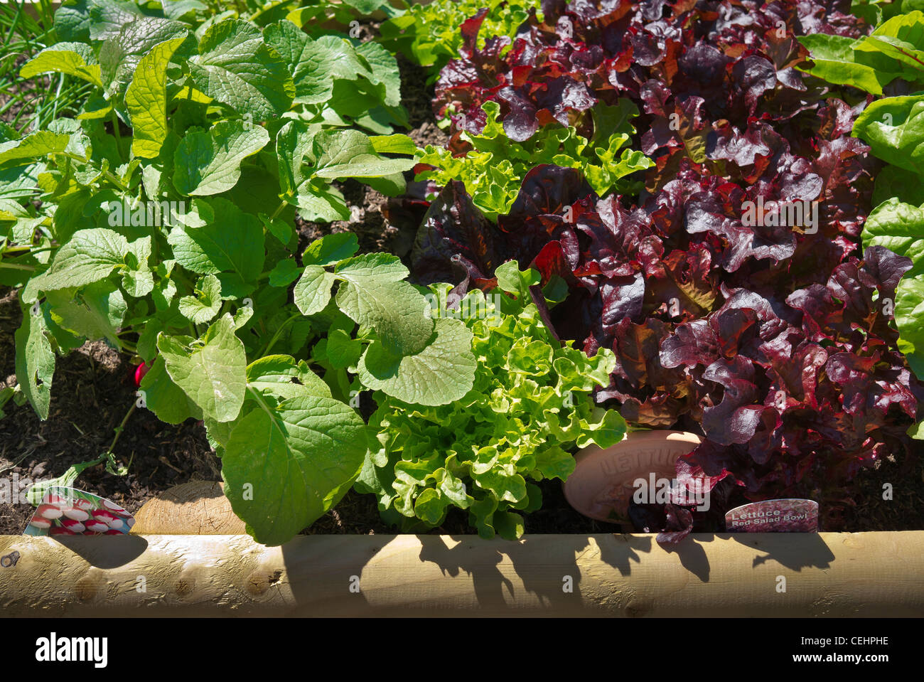 Salad crops growing in a planter Stock Photo