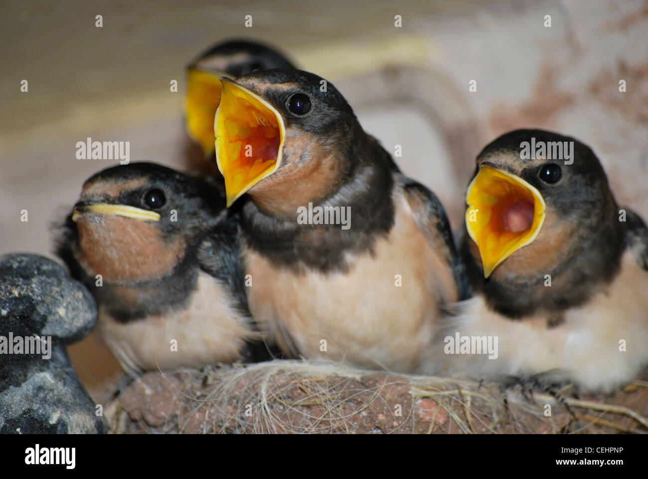 Fledgling Swallows gaping for food Stock Photo