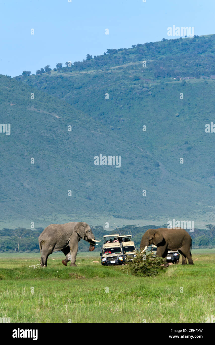 Tourists on safari watching two elephants (Loxodonta africana) taking measure of each other Ngorongoro Crater Tanzania Stock Photo