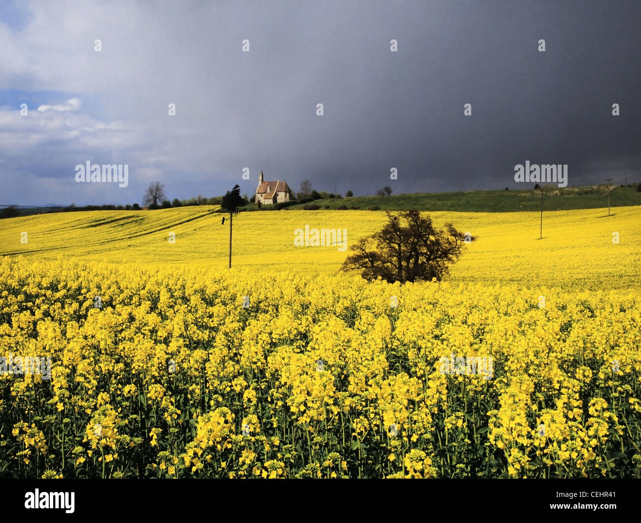 A field of oil seed rape Stock Photo - Alamy