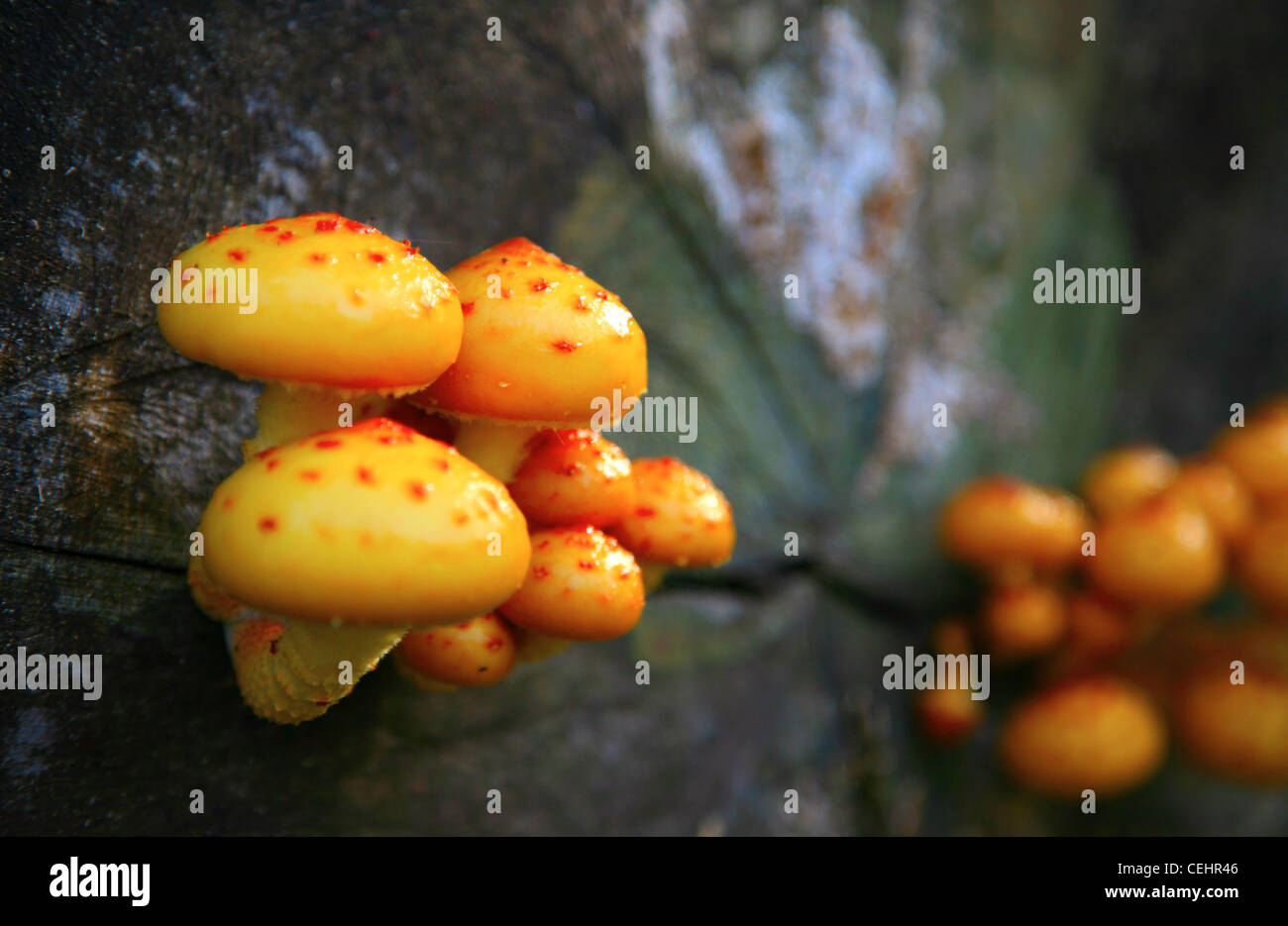 Small yellow mushrooms on a fallen tree Stock Photo