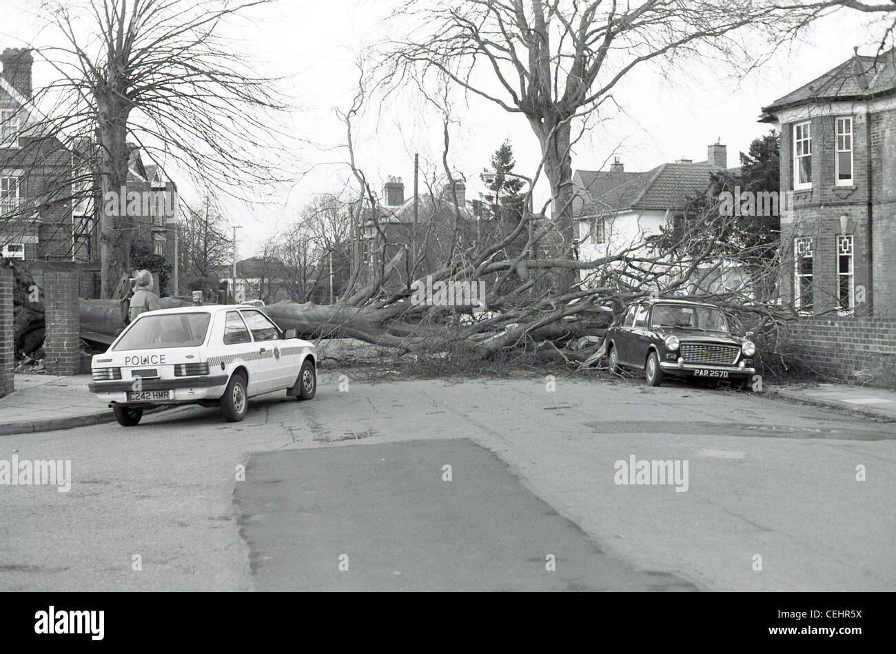 A large tree blocks Manor Road in Salisbury following  a Storm in 1985. A police Ford Escort is parked opposite an Austin 1100 Stock Photo