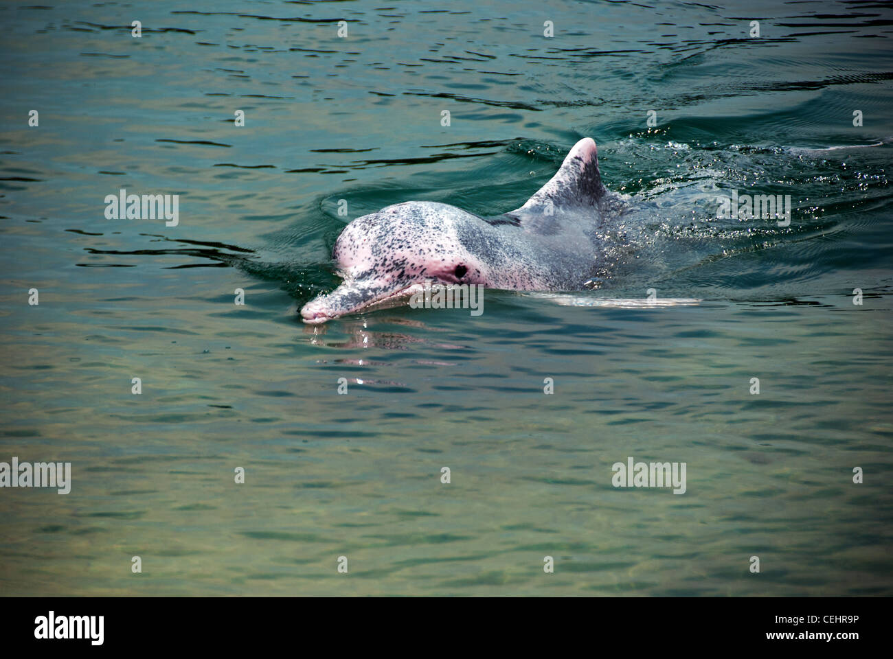 rare pink dolphin in water near Singapore Stock Photo