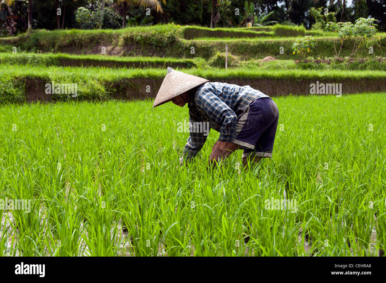 Woman on rice field on Bali Indonesia Stock Photo