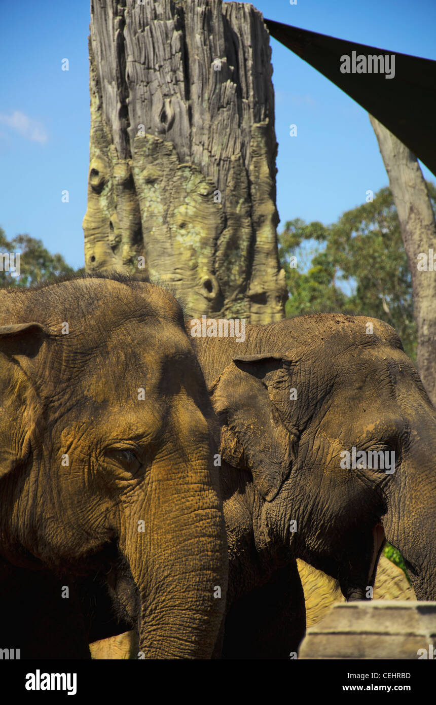 Australia Elephant at Brisbane Zoo, Australia Stock Photo Alamy