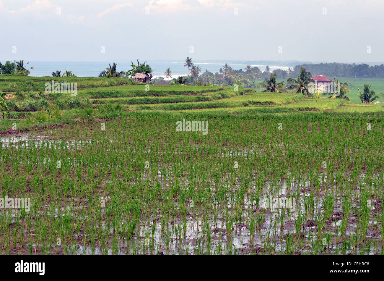 Flooded rice fields, coastal West Bali, Indonesia Stock Photo - Alamy
