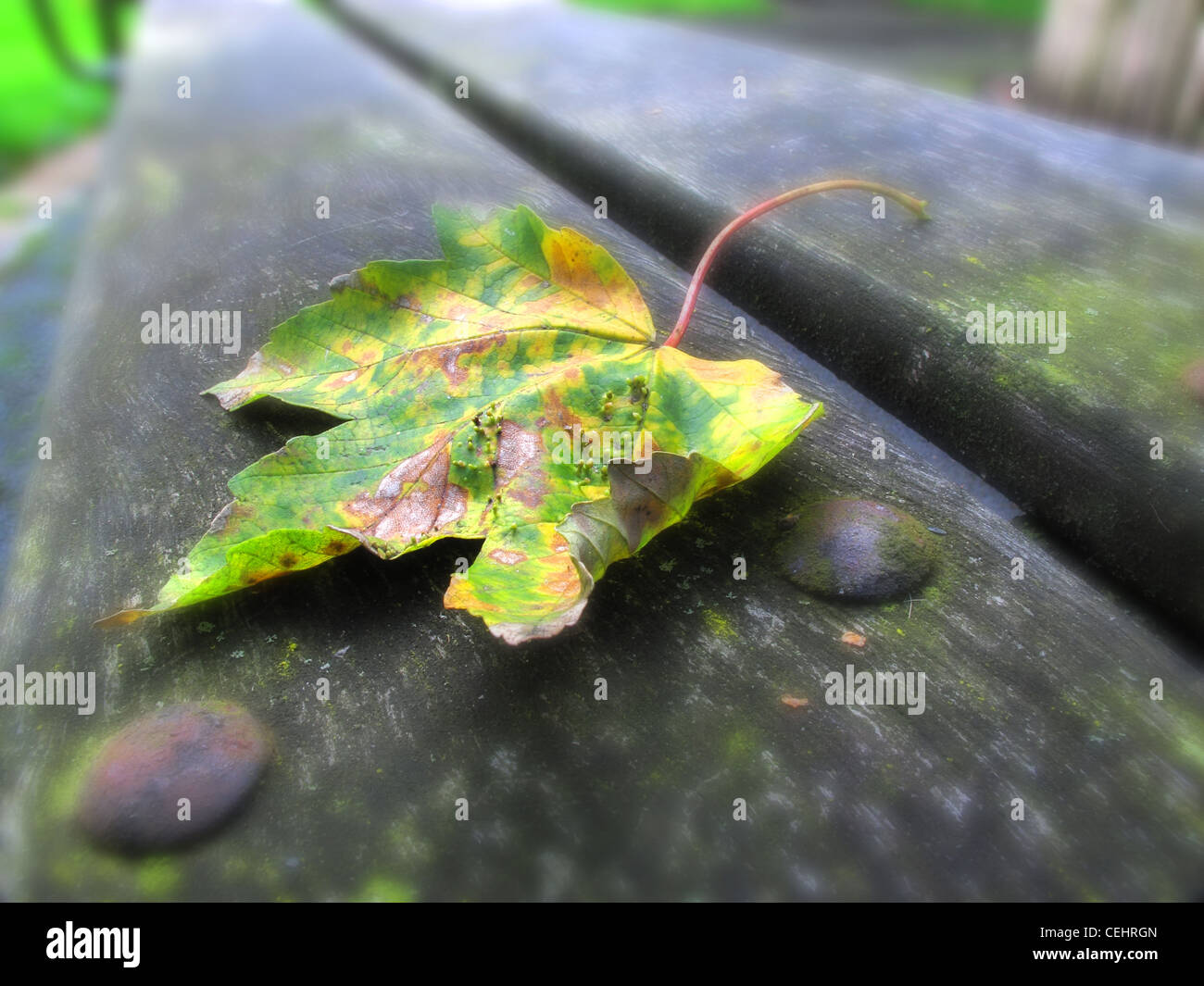 Autumn Sycamore Leaf on park bench , Cheshire UK Stock Photo