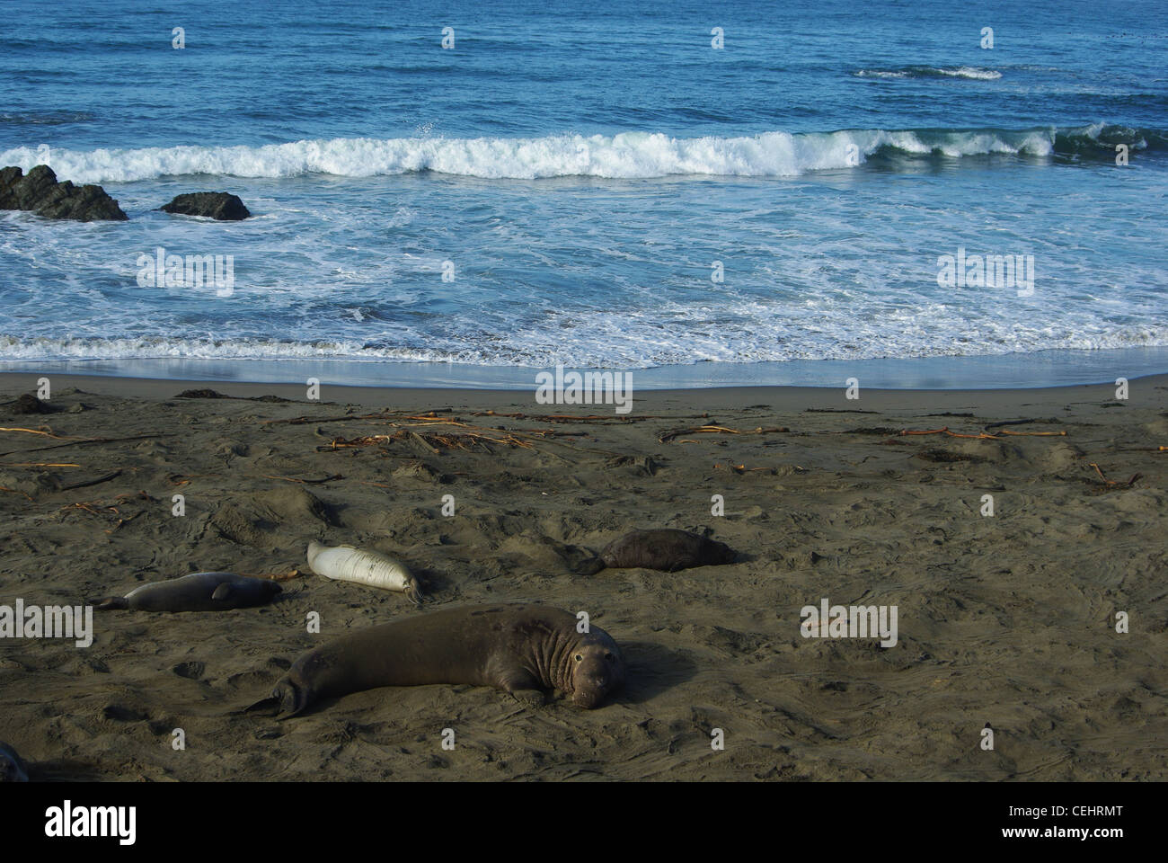 sea-lions-on-beach-with-pacific-ocean-california-stock-photo-alamy