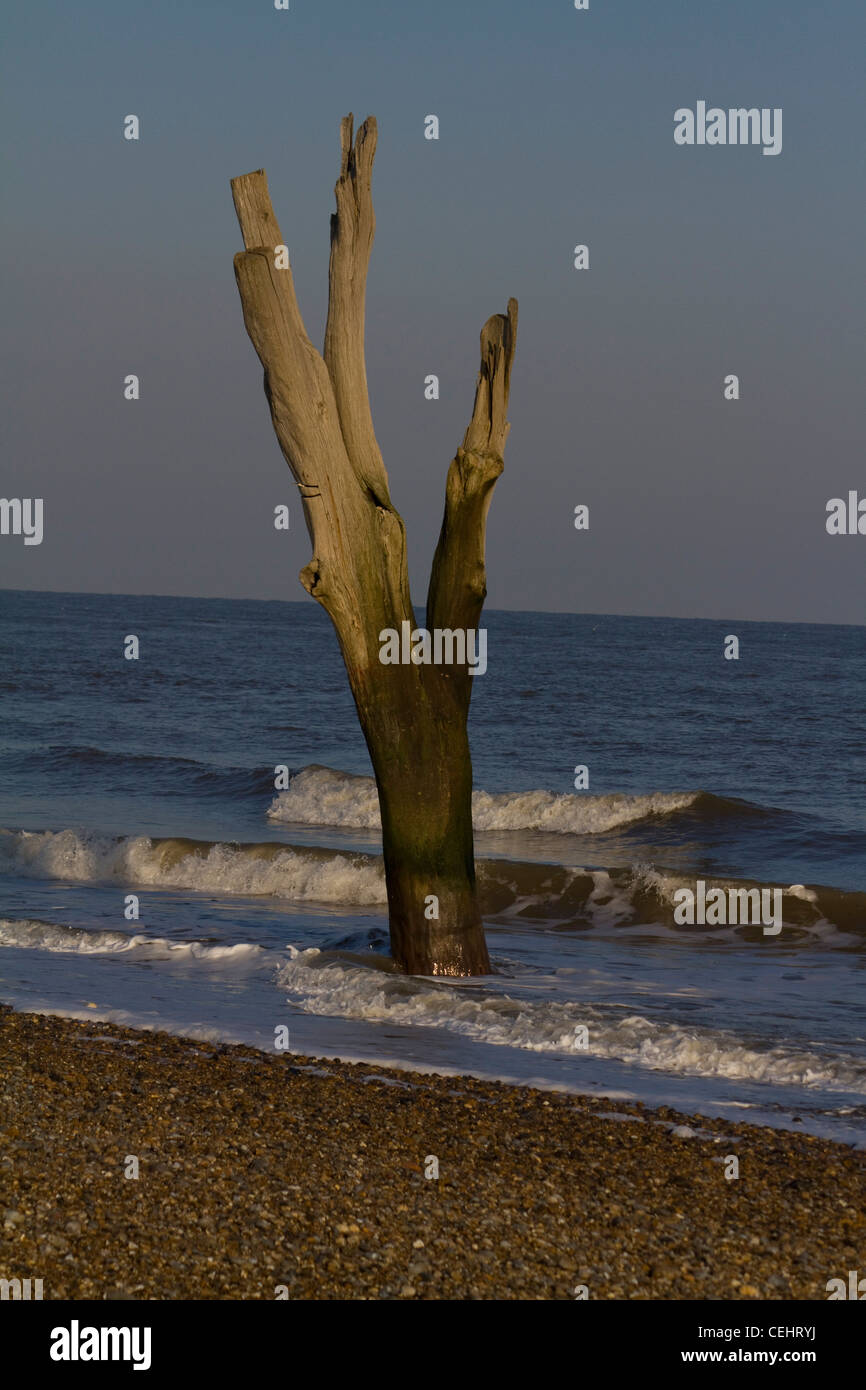 A dead tree stands upright in the waves a victim of coastal erosion