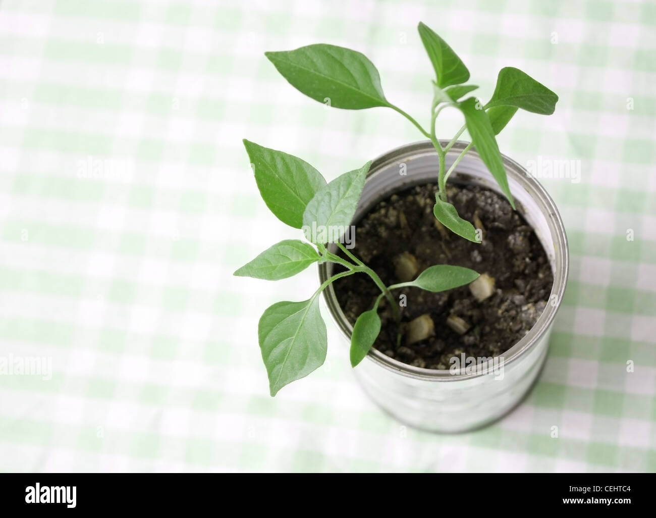 A small plant in a tin can Stock Photo