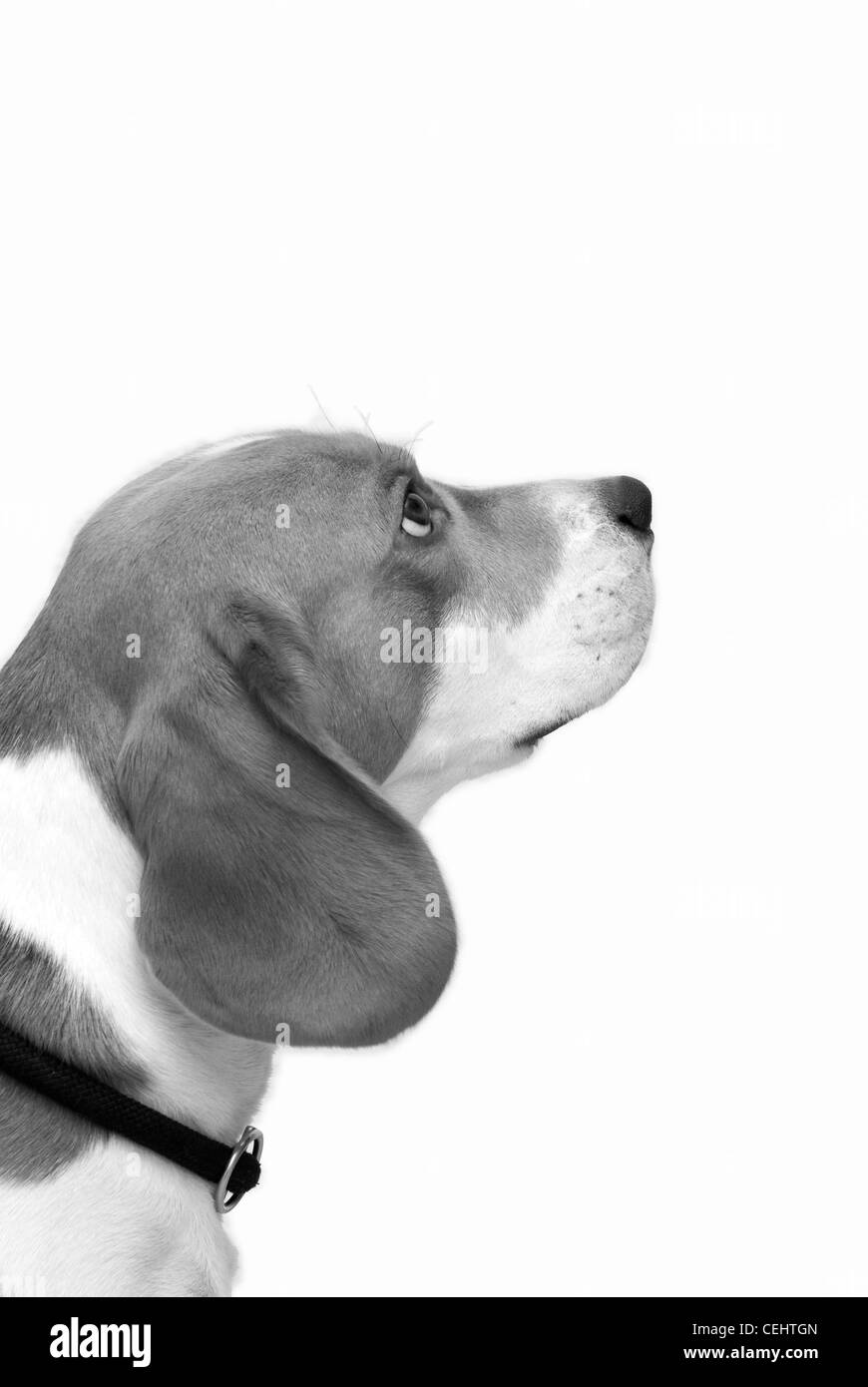 A young beagle Dog looking sideways bw Stock Photo