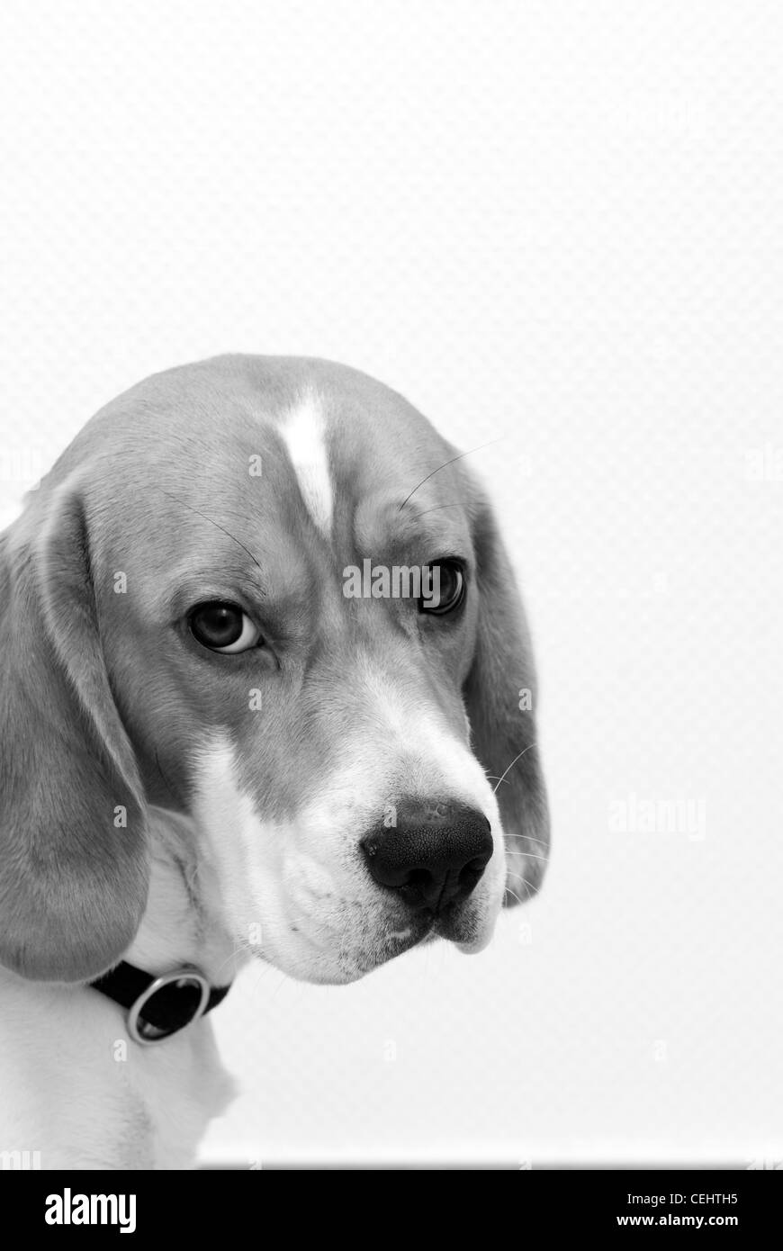 young beagle dog looking sideways black and white Stock Photo